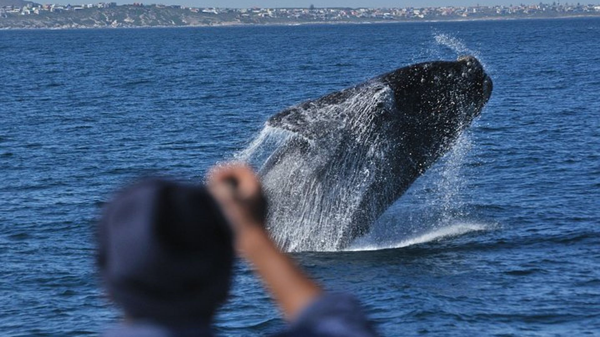 Hermanus Observation des baleines et vin: visite privée du Cap