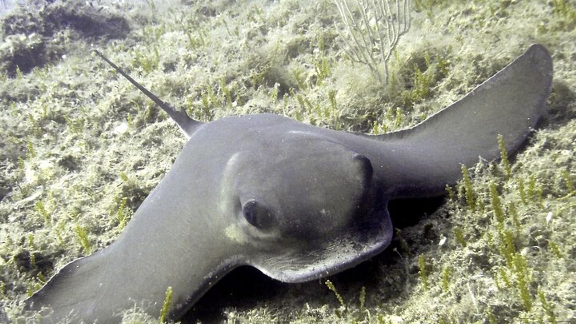 Underwater adventure with sea baptism on the Island of Elba