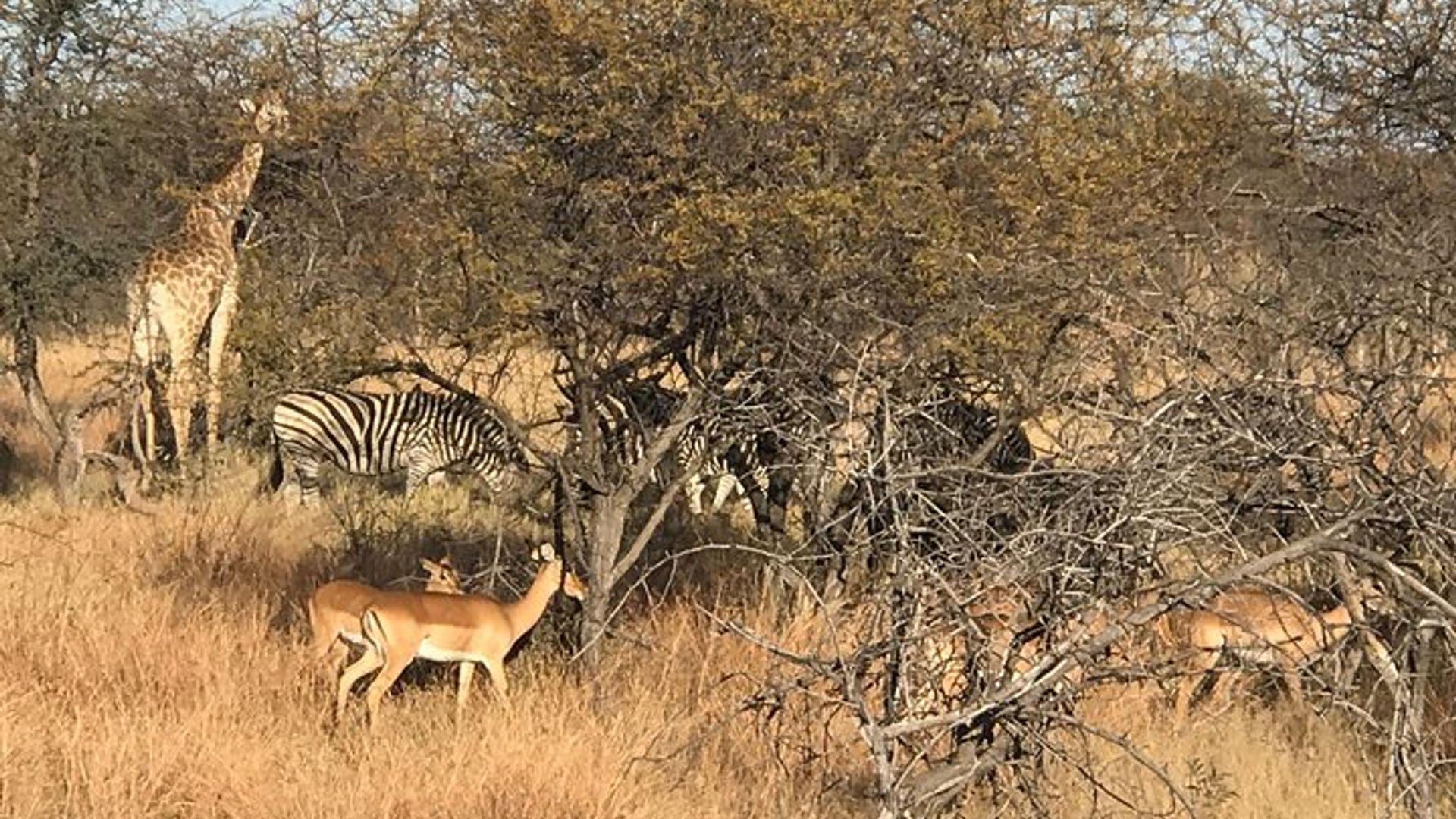 Umunsi wa 5 Victoria Yaguye Umuco Kuzenguruka Umuco no kureba Safari