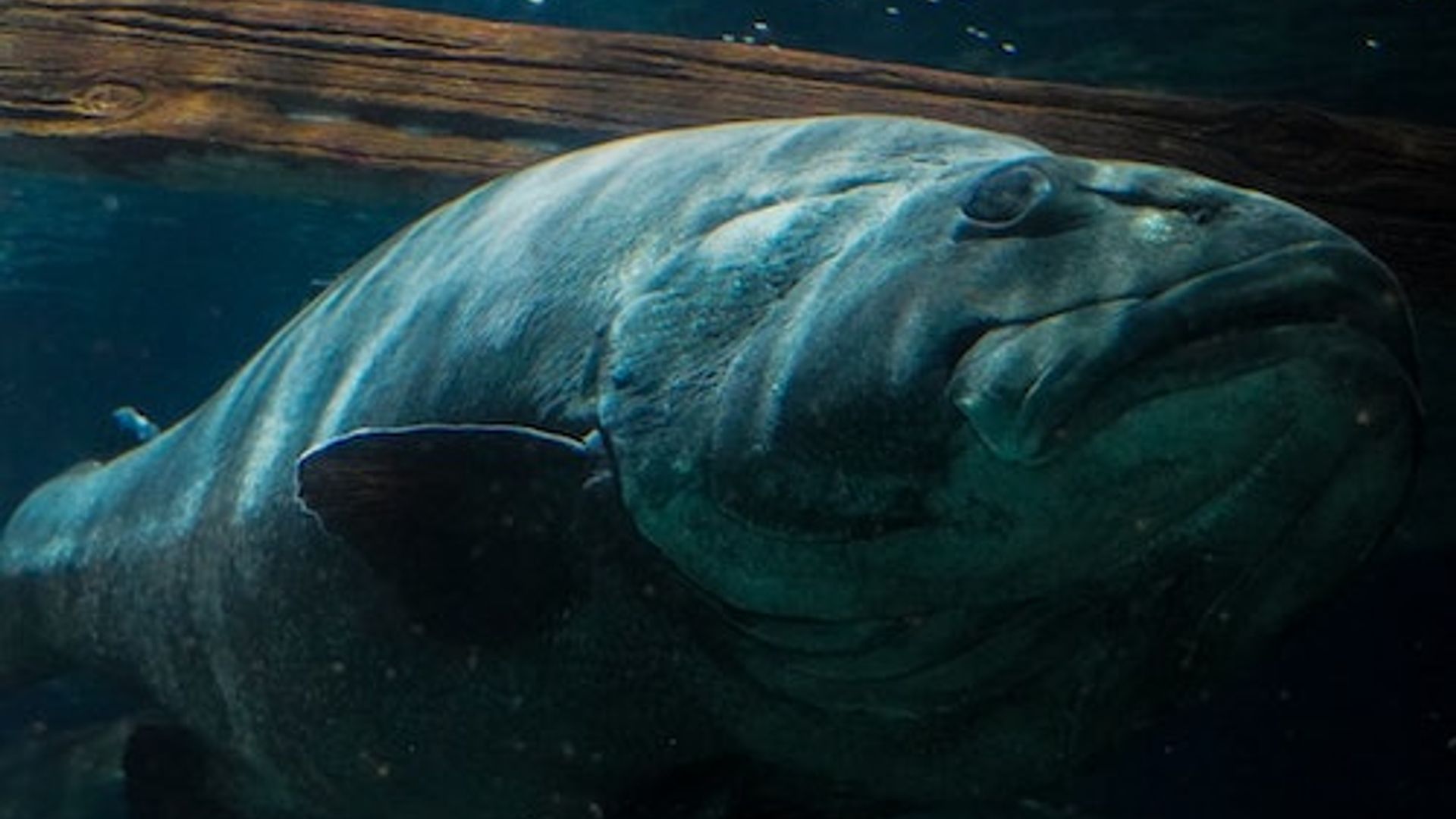 Aquarium of the Bay: Entry Ticket image 3