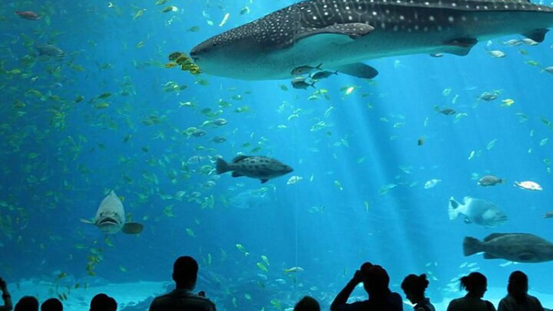 Antalya Aquarium with Entrance and Roundtrip Transfer from Alanya