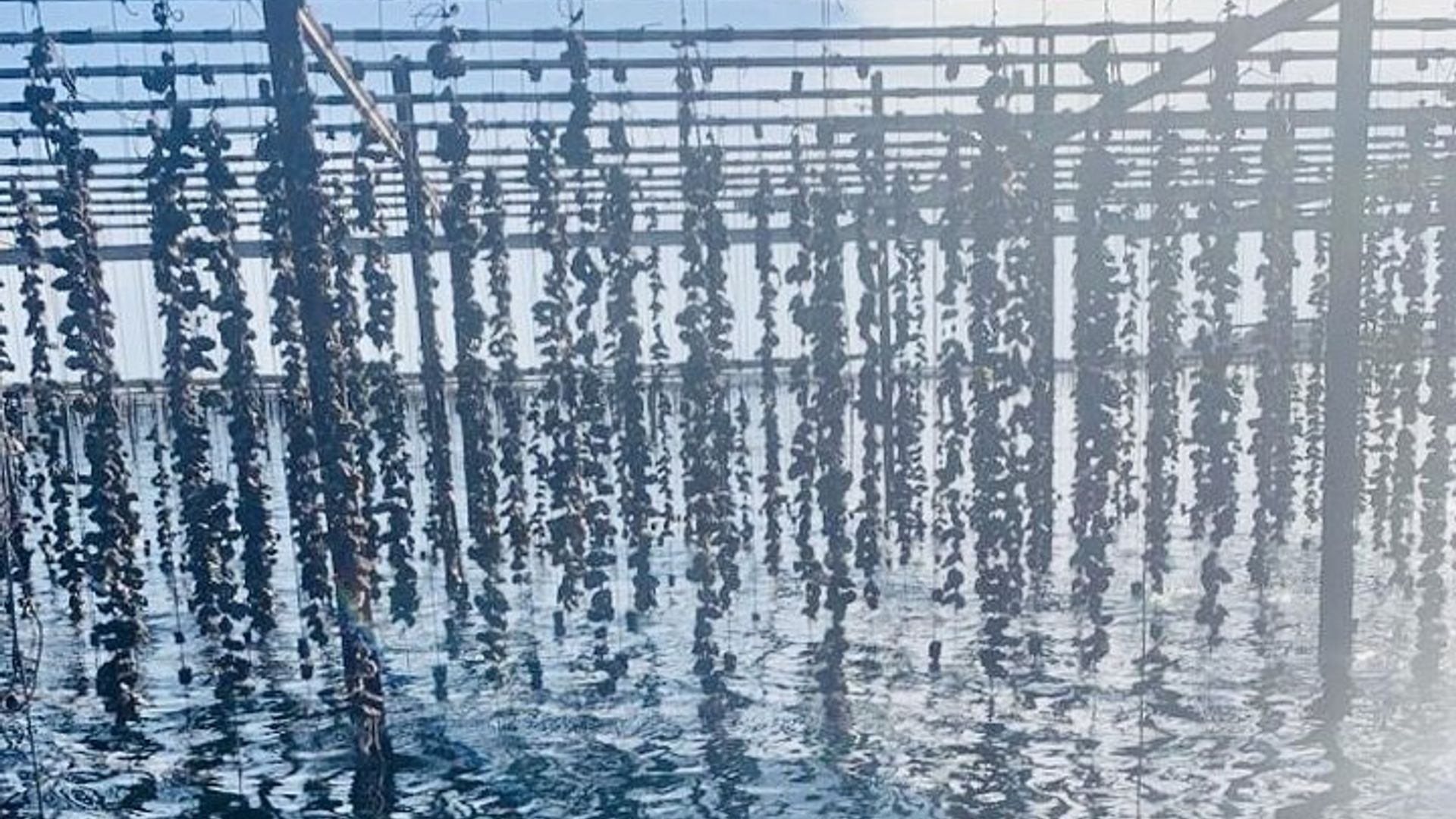 Picpoul de Pinet Tour - Half Day Oysters and Wines