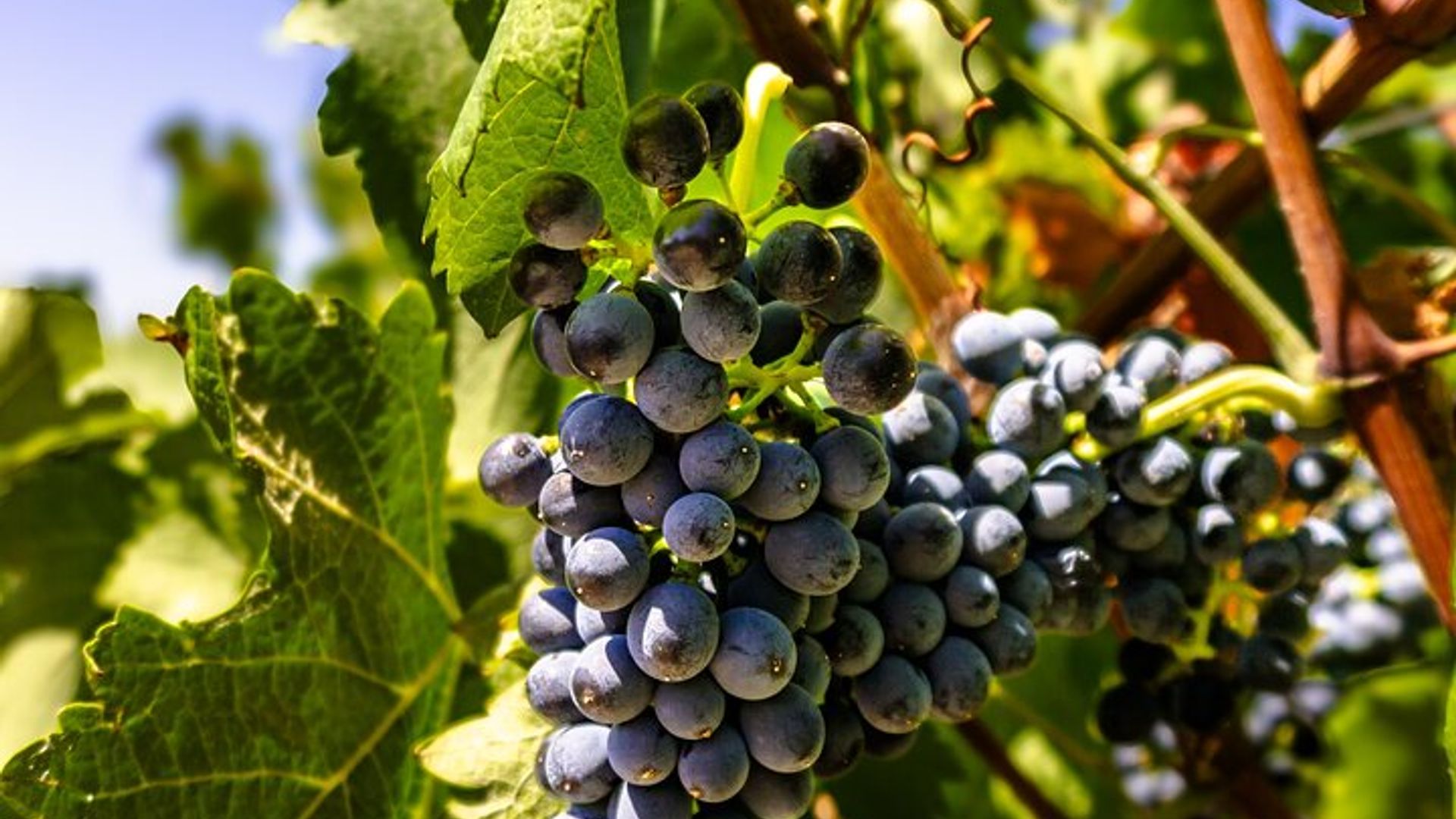 Albufeira Wine Tasting: Boutique Winery Tour & Historic Silves
