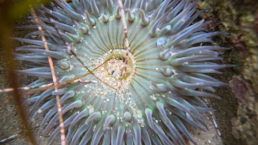 San Diego Small-Group Tide Pools Tour With a Marine Biologist