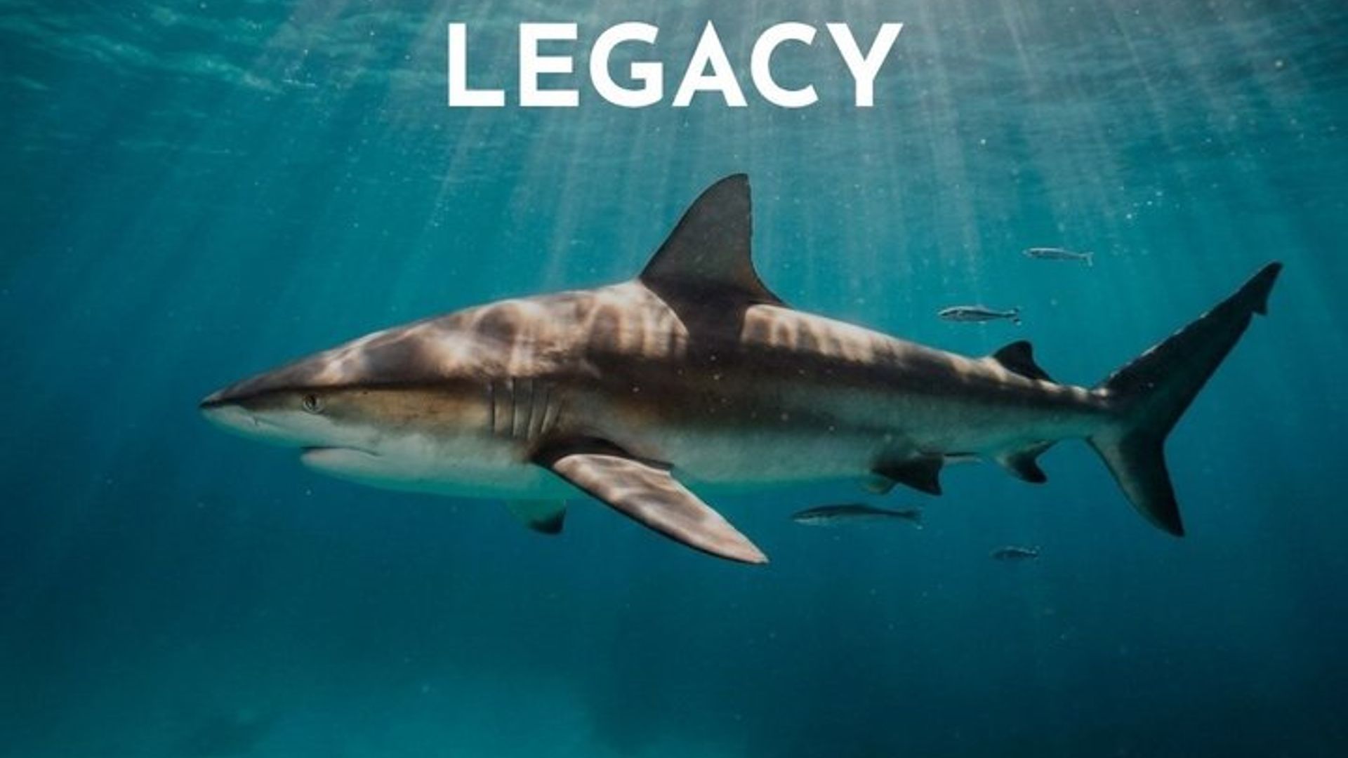 South Africa Shark Cage Diving