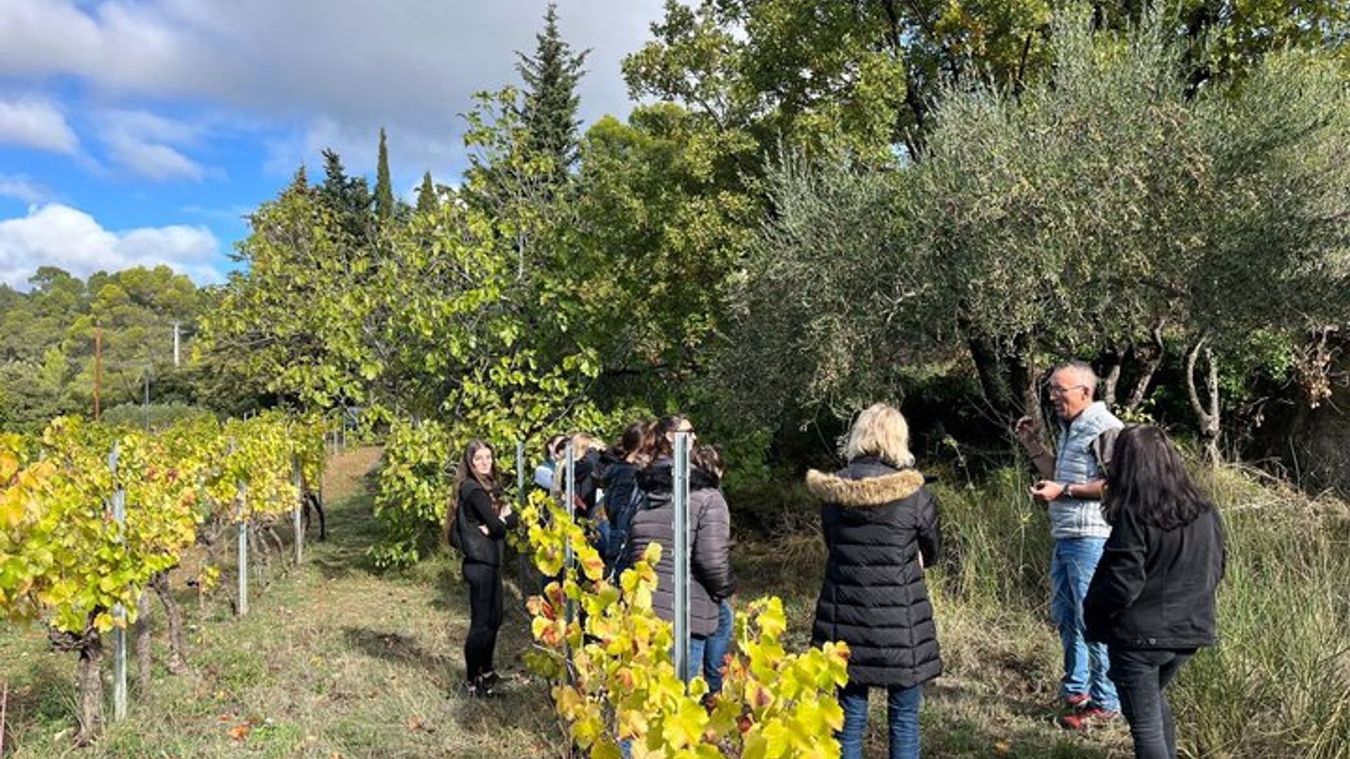 Dégustation Huile d'Olive Vierge Extra et découverte des fruités