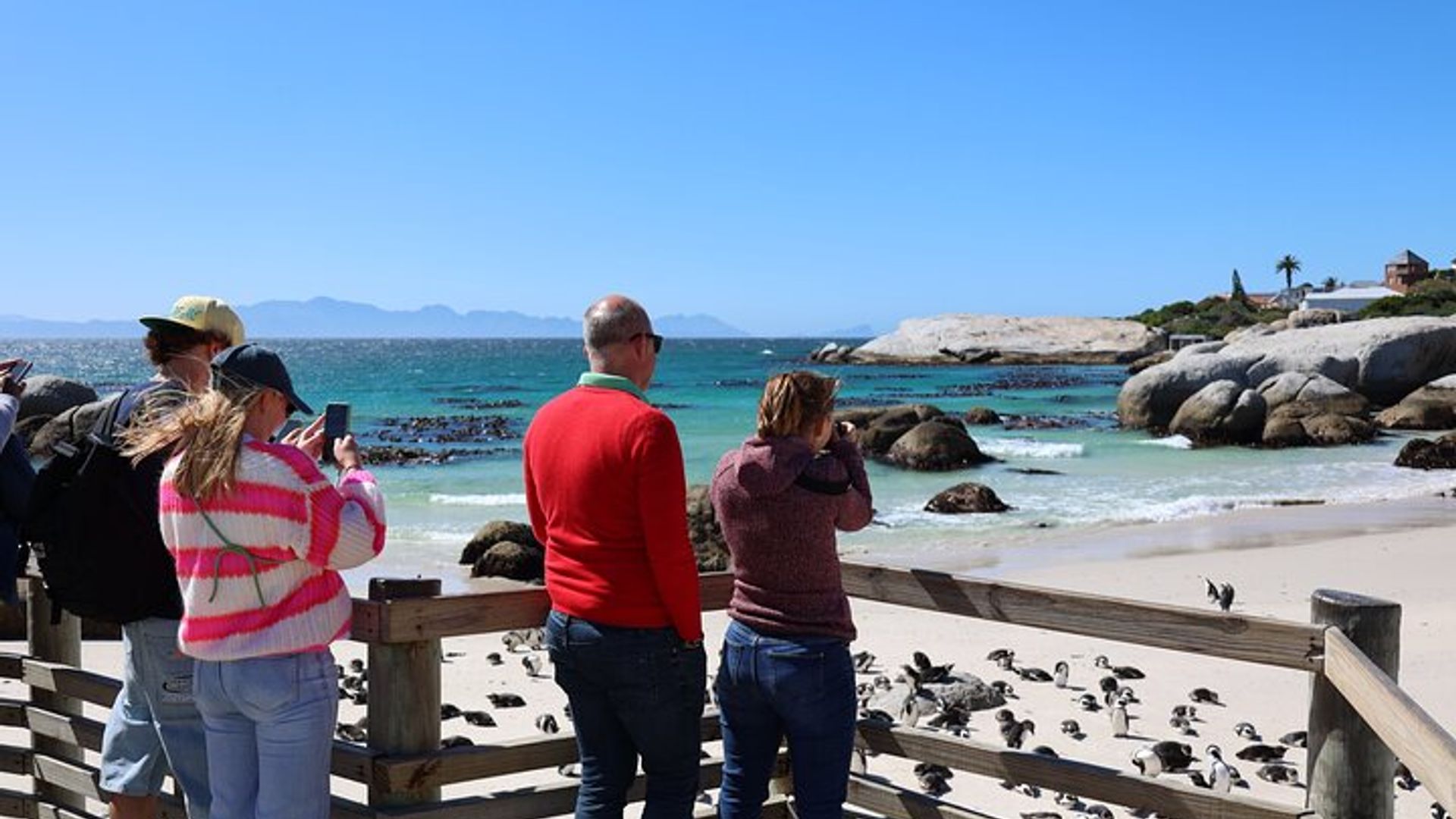 Boulders Beach Penguin Encounter Half-Day Tour