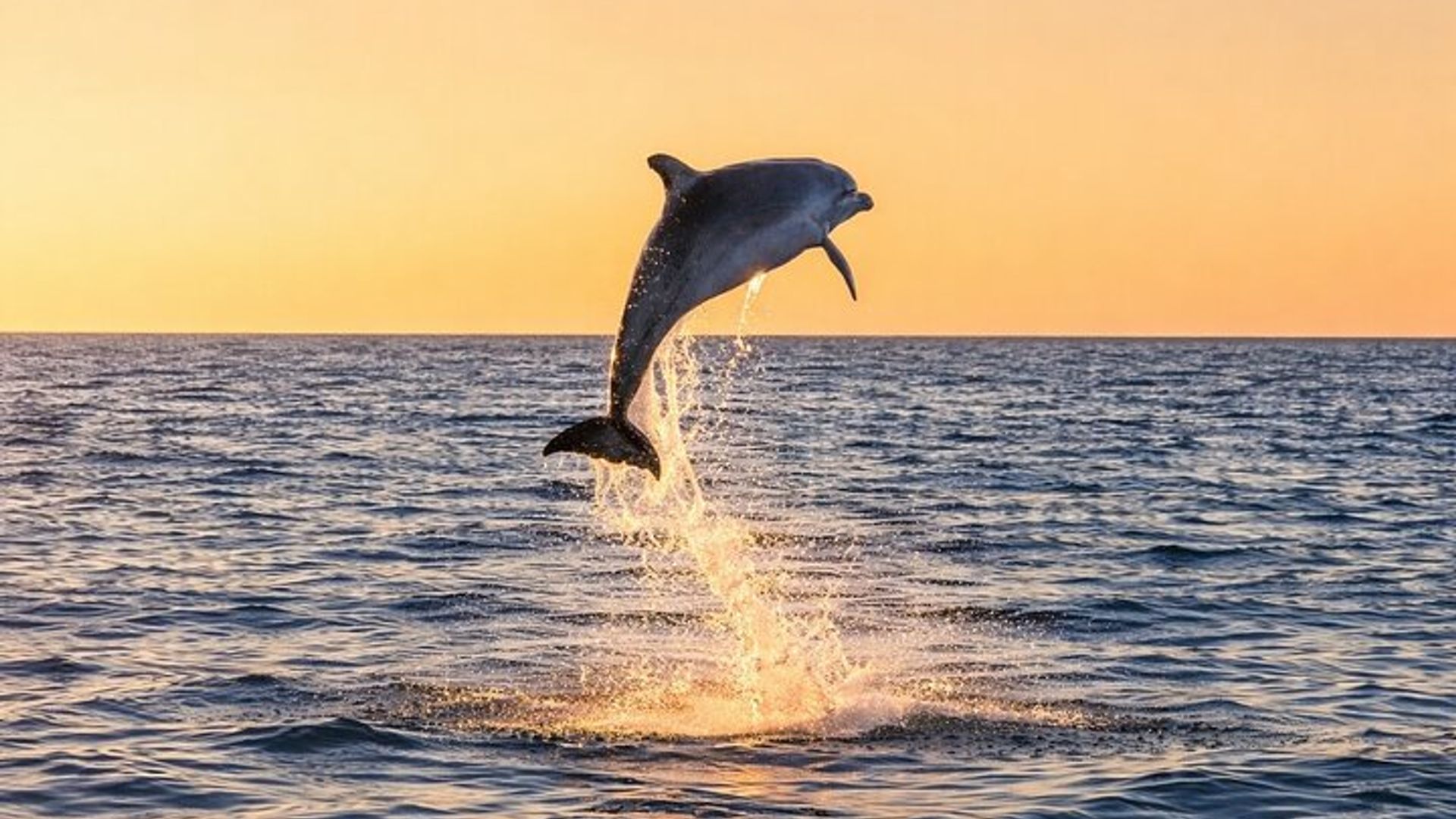 Destin Harbor Katamaran Delfin Kreuzfahrt