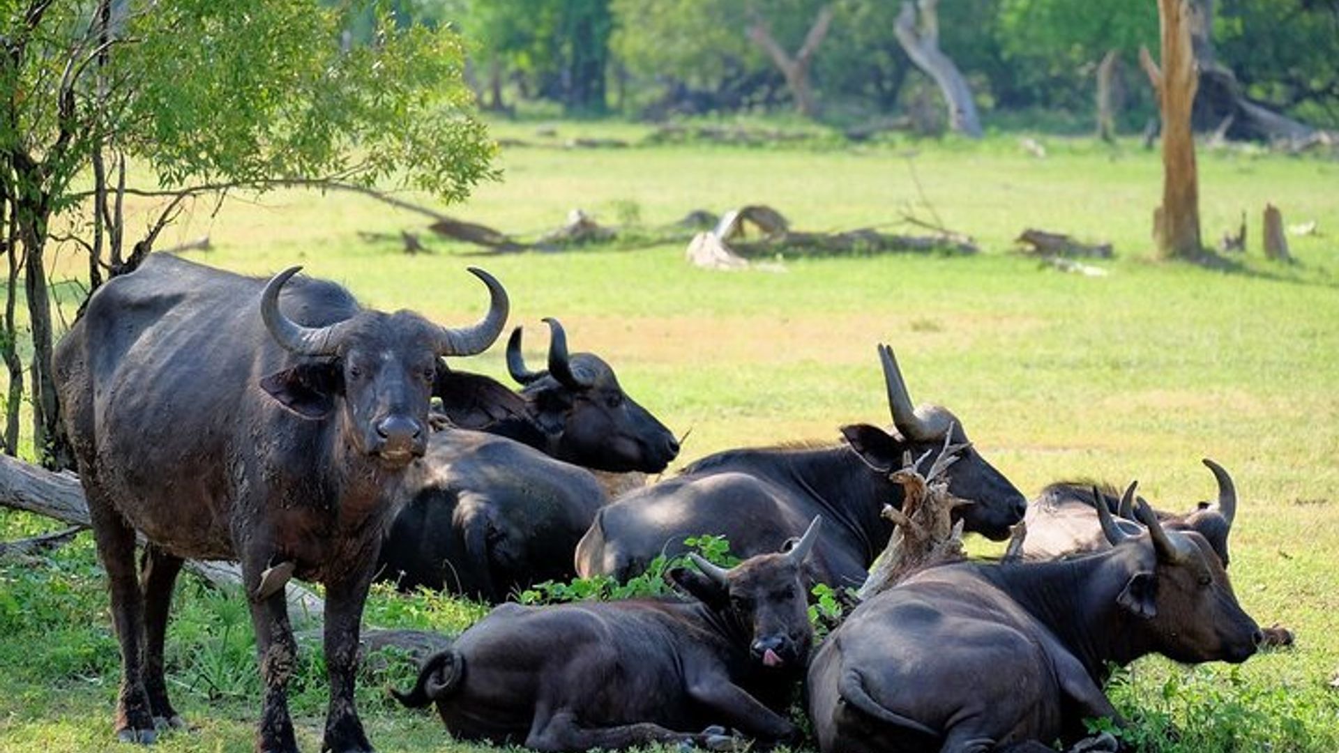 Game Drive and Rhino Walk