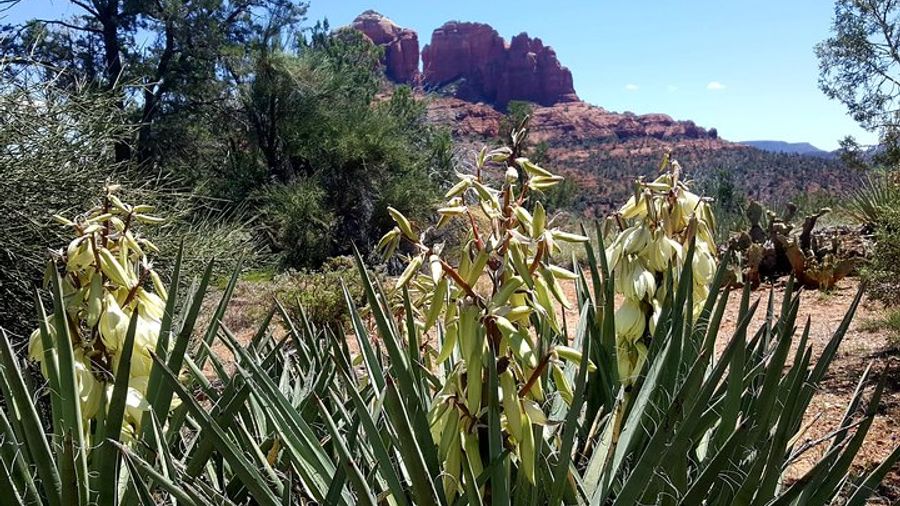 Private Half-Day Sedona Vortex Hike