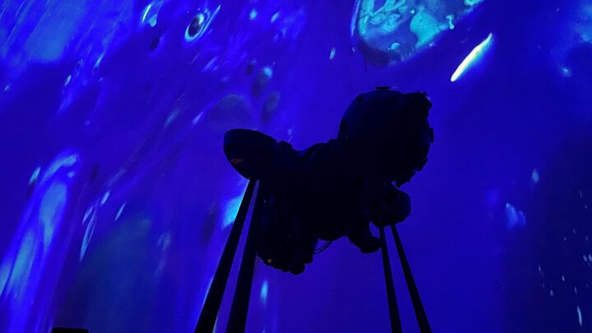 Sounds of the Ocean L'expérience immersive à Bruxelles