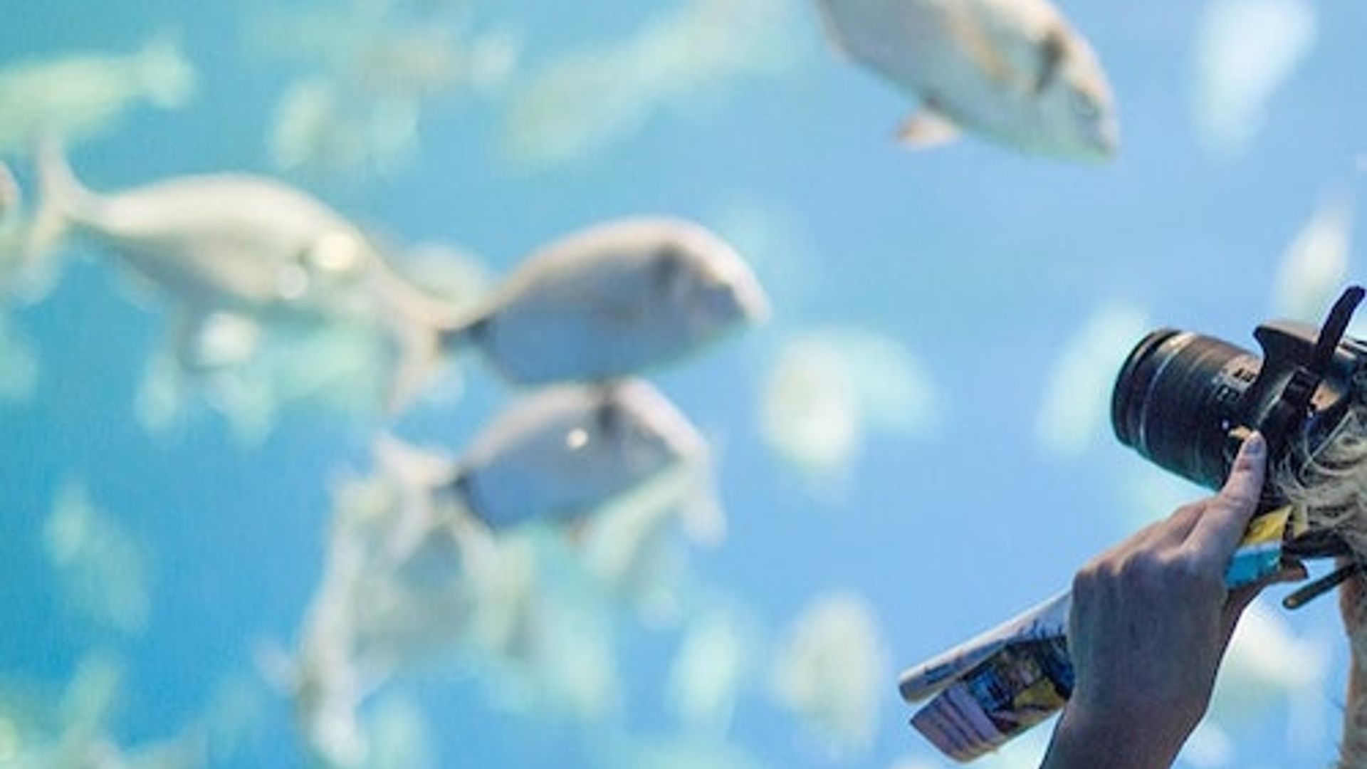 Palma Aquarium: Skip The Line Ticket + Optional 3D Cinema Aquadome