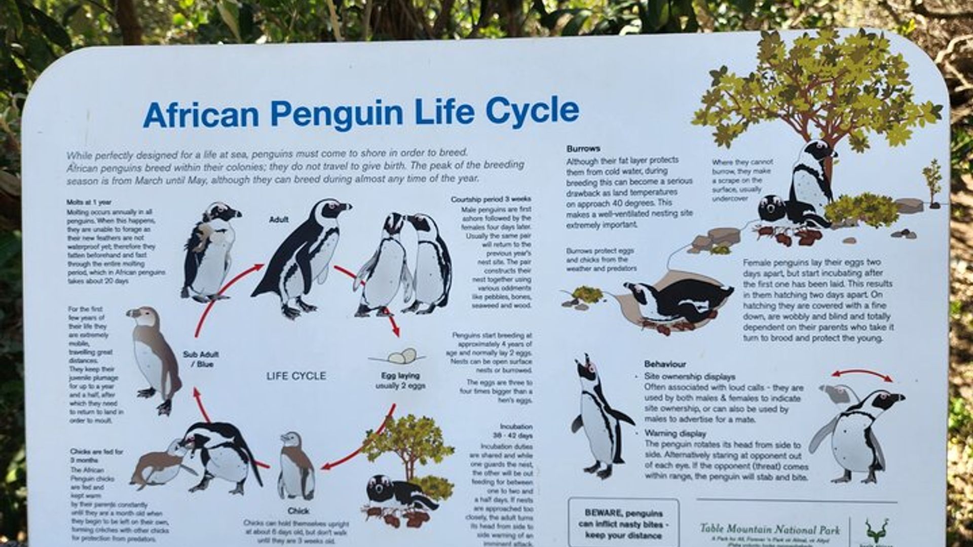 Boulders Beach Penguin Encounter Half-Day Tour