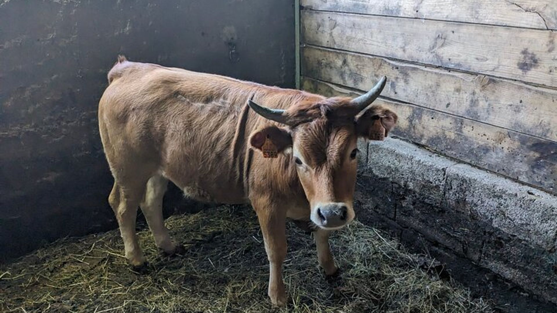 Clase de cocina tradicional, visita a una granja y almuerzo en el valle del Duero