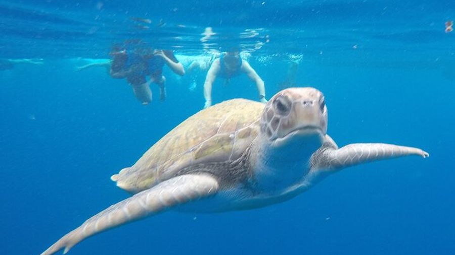 Kayak Route along the Volcanic Coast in Tenerife South with Snorkeling