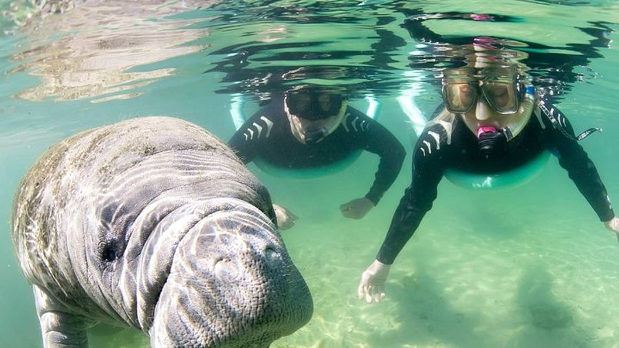 Crystal River Small-Group Manatee Encounter with Photos