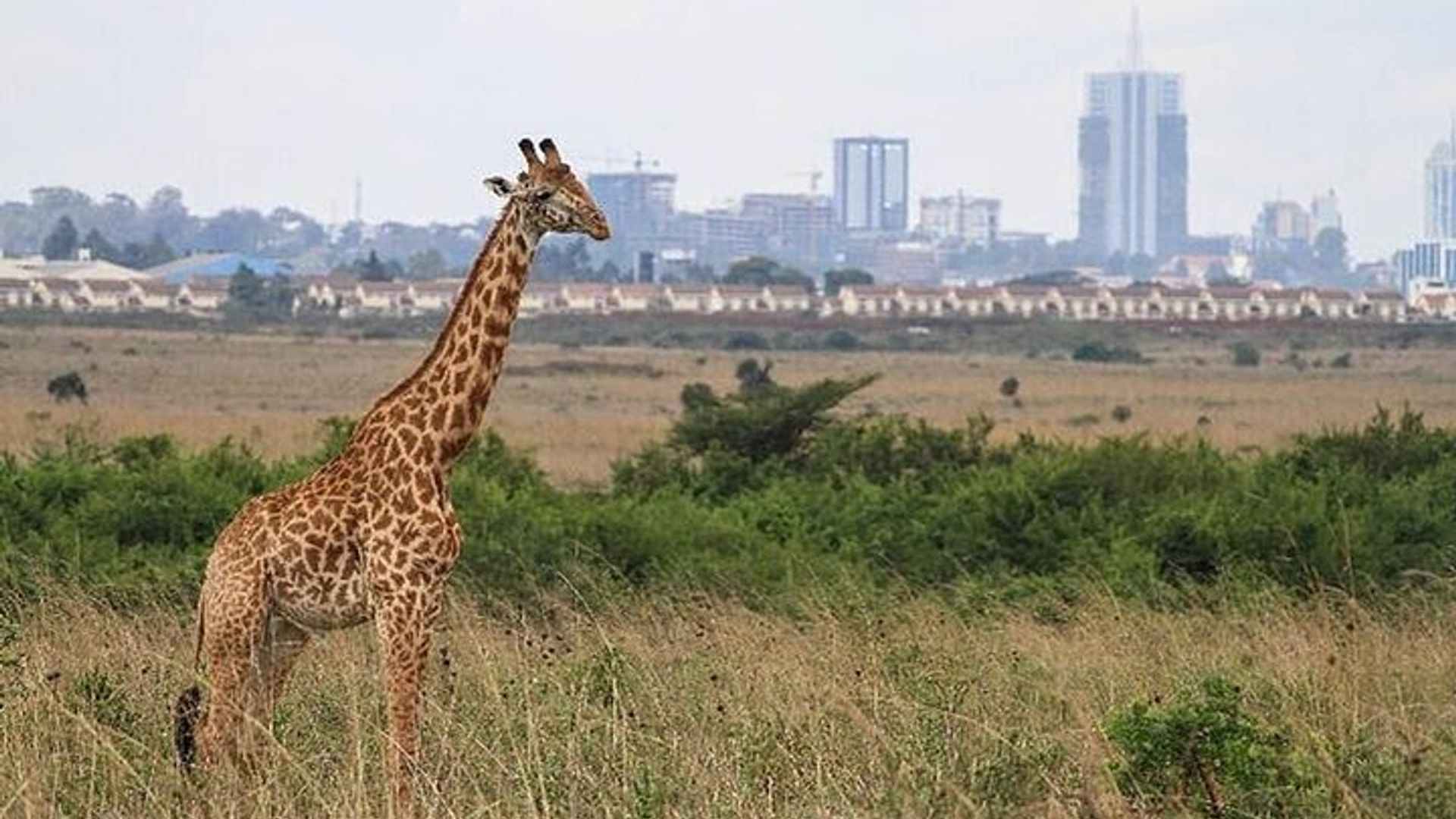 Nairobi National Park Half-Day Game Drive With Free Pick Up
