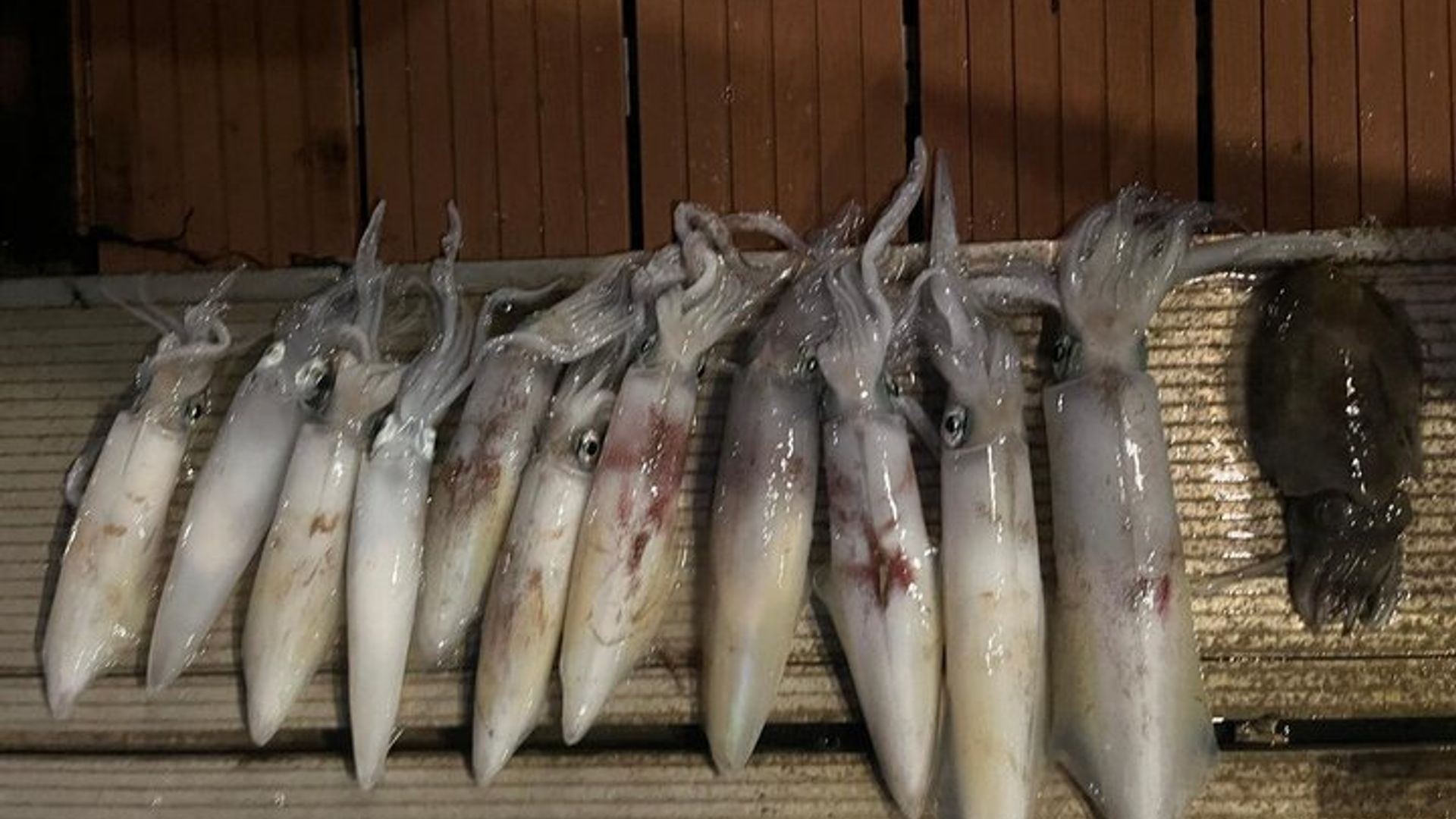 GARANTÍA DE EXPERIENCIA DE PESCA CAPTURA Opción Wake y tubing