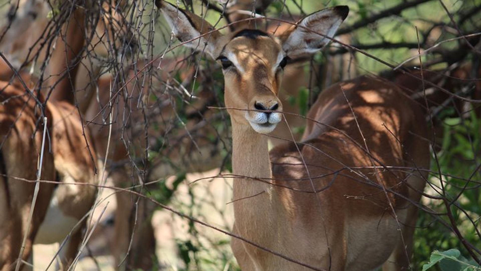 Pilanesberg National Park Full Day Safari From Johannesburg