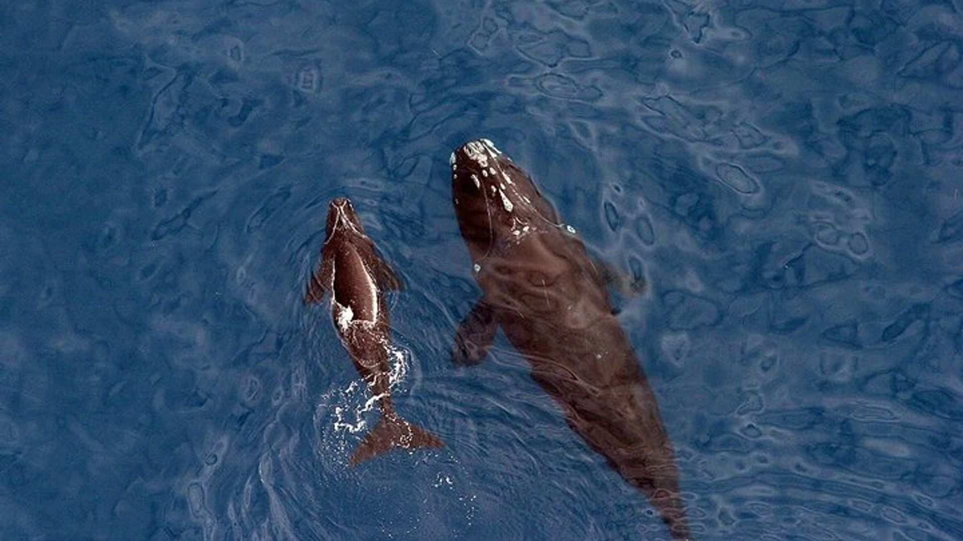 Cape Town: Whale-Watching Experience