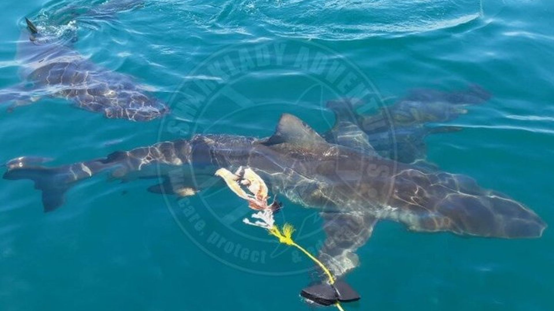 Plongée en cage avec les requins en Afrique du Sud