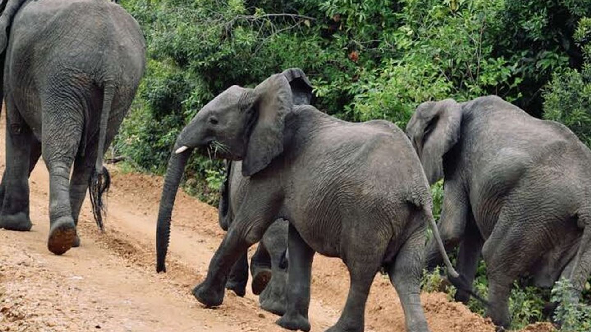 Wildlife Adventure and Boat Cruise in Murchison Falls National Park Uganda