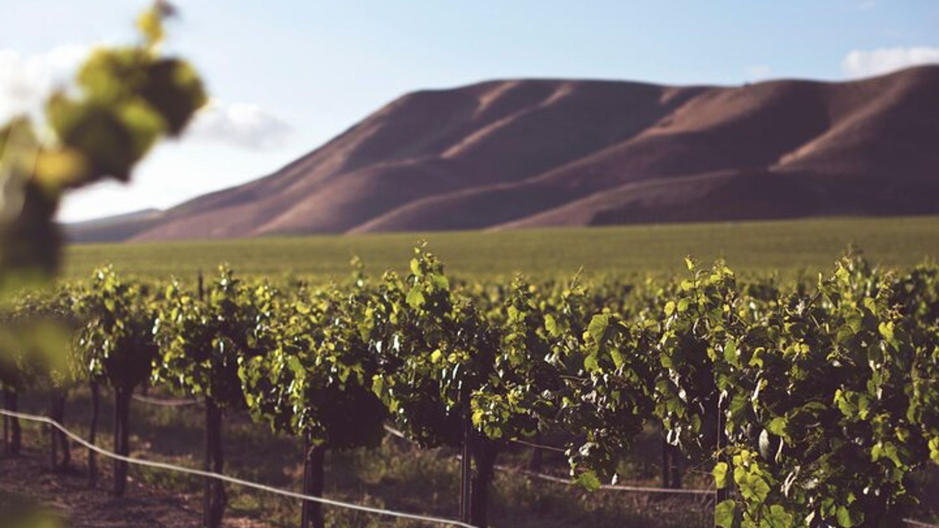 Family Winelands & Wildlife: Stellenbosch and Paarl