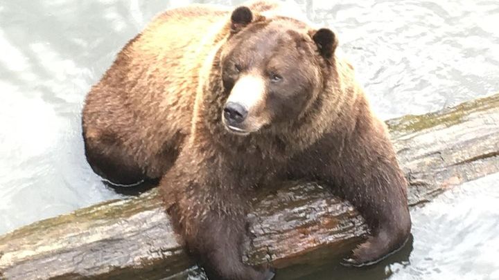 Sights of Sitka: Alaska Raptor, Totems & Fortress of the Bear