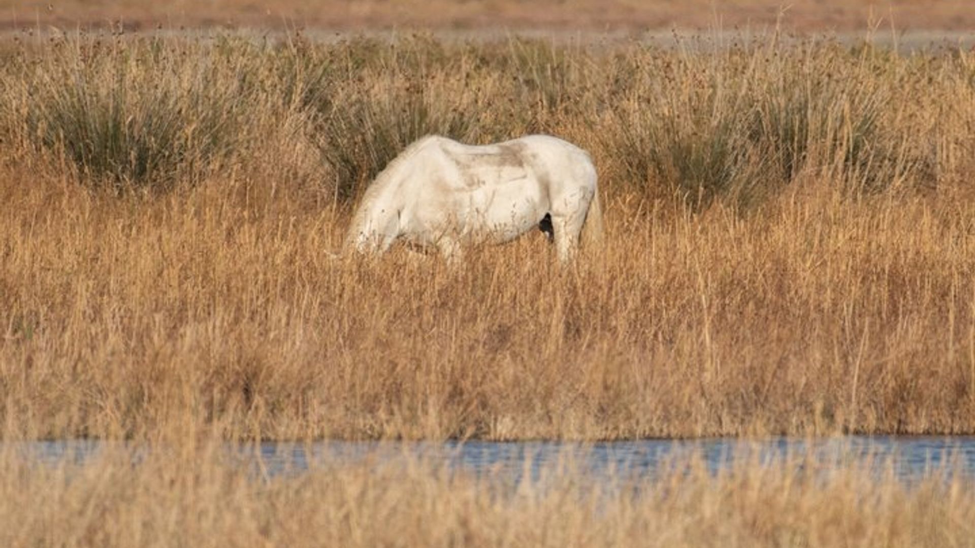 Arles : Parc naturel régional de Camargue Excursion privée d'une demi-journée