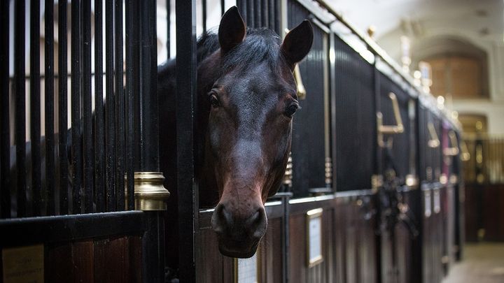 Spanish Riding School: Guided Tour