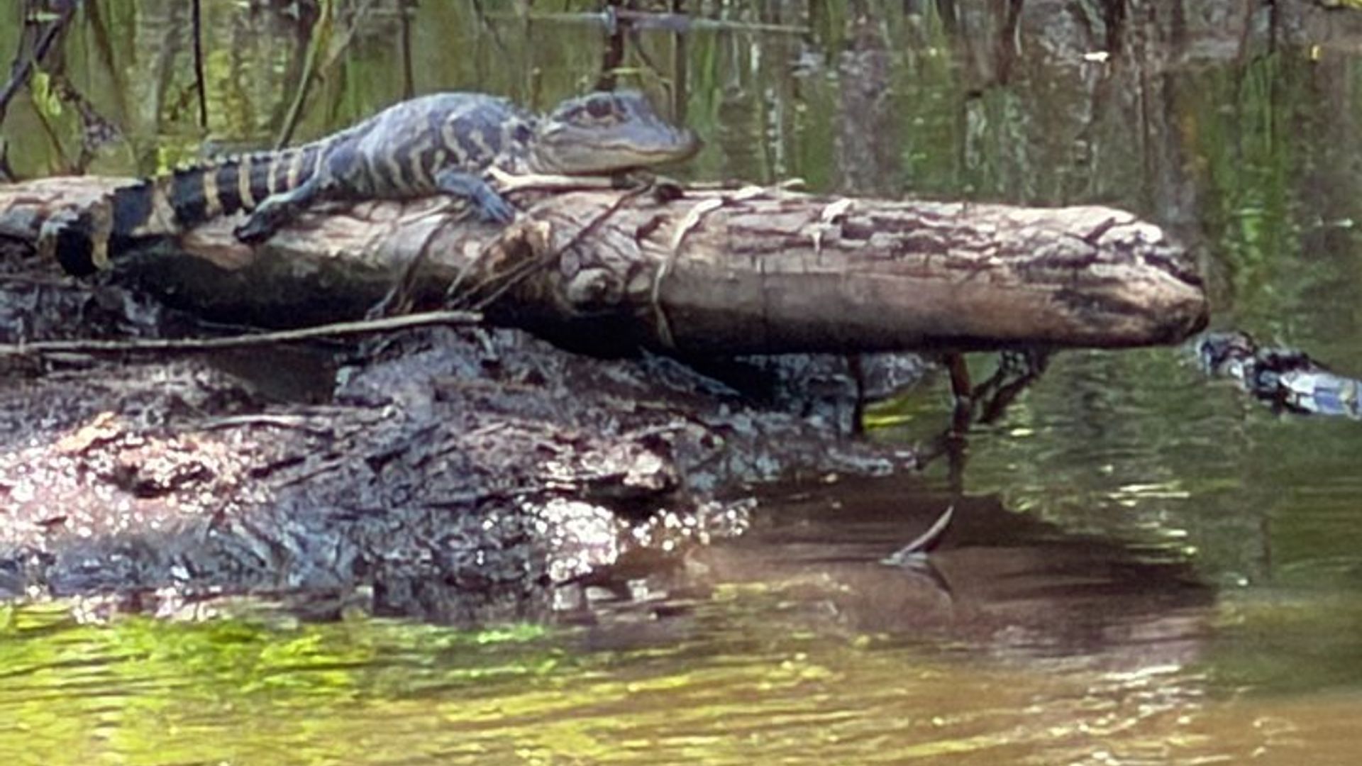 Orlando : Tour en lancha diurna o al atardecer por el lago Toho