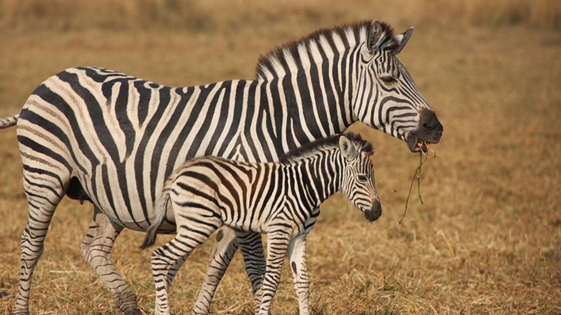 Safari privado de 10 días de Johannesburgo a Ciudad del Cabo