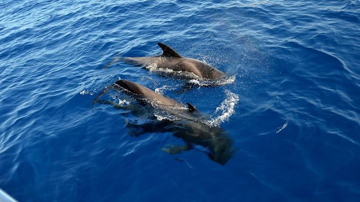 Tenerife Whale and Dolphin Watching and Listening Tour