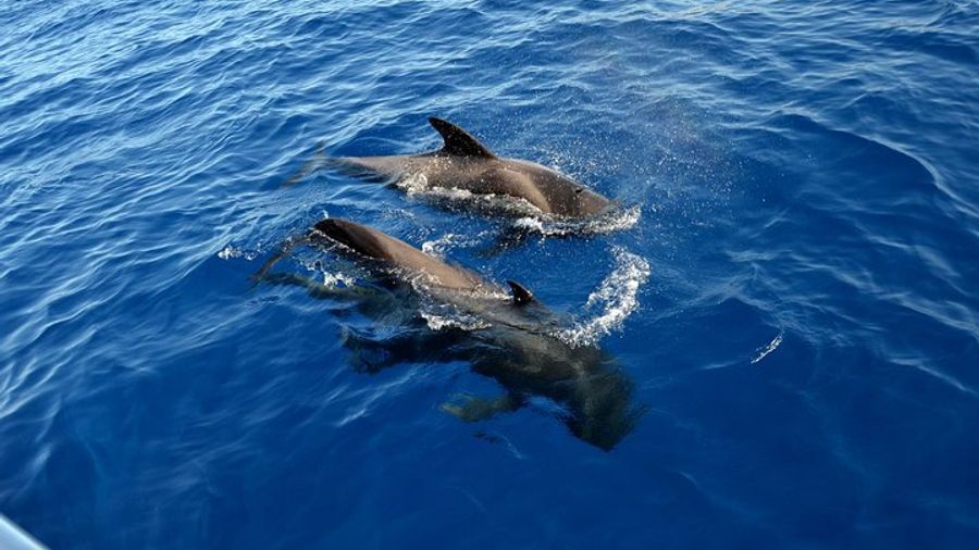 Tenerife Whale and Dolphin Watching and Listening Tour