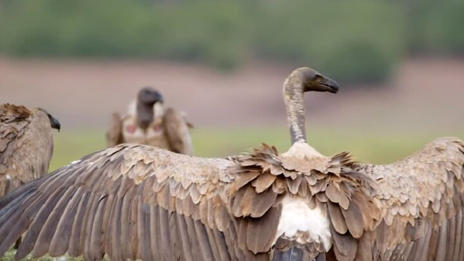 ทริป 4 วันสู่น้ำตกวิกตอเรียและ Chobe Safari