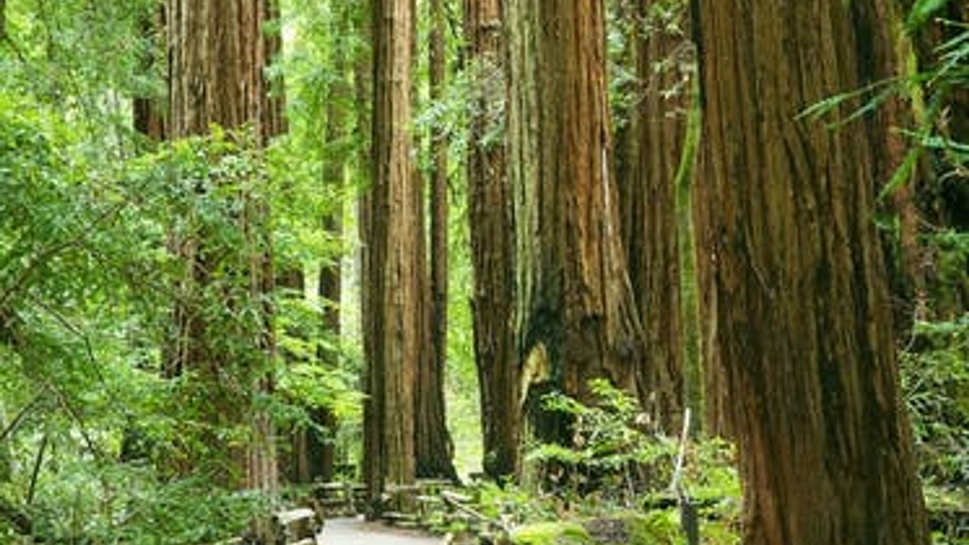 Alcatraz, Muir Woods and Golden Gate Bridge visit image 3
