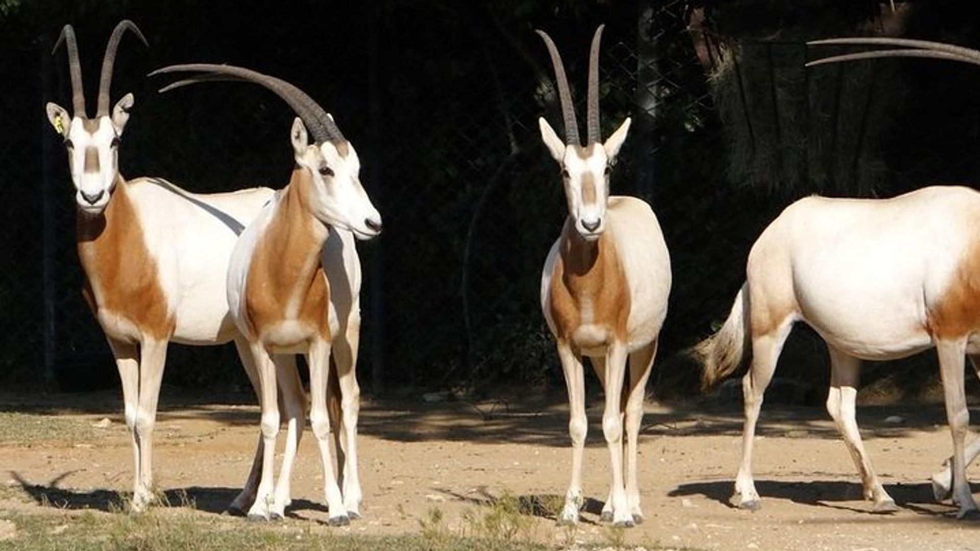 Parc National Souss Massa d'Agadir