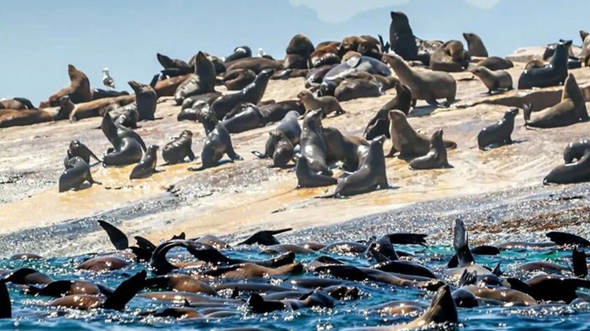 Tour a la bahía de Mossel