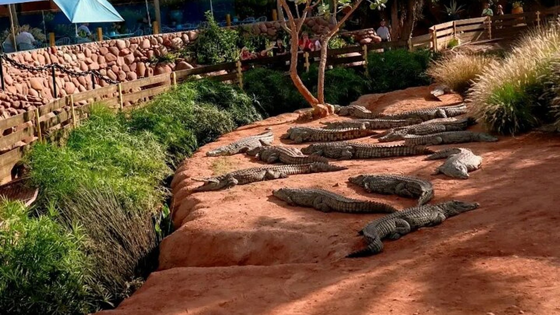 Crocoparc et chèvre grimpant dans l'arbre Agadir