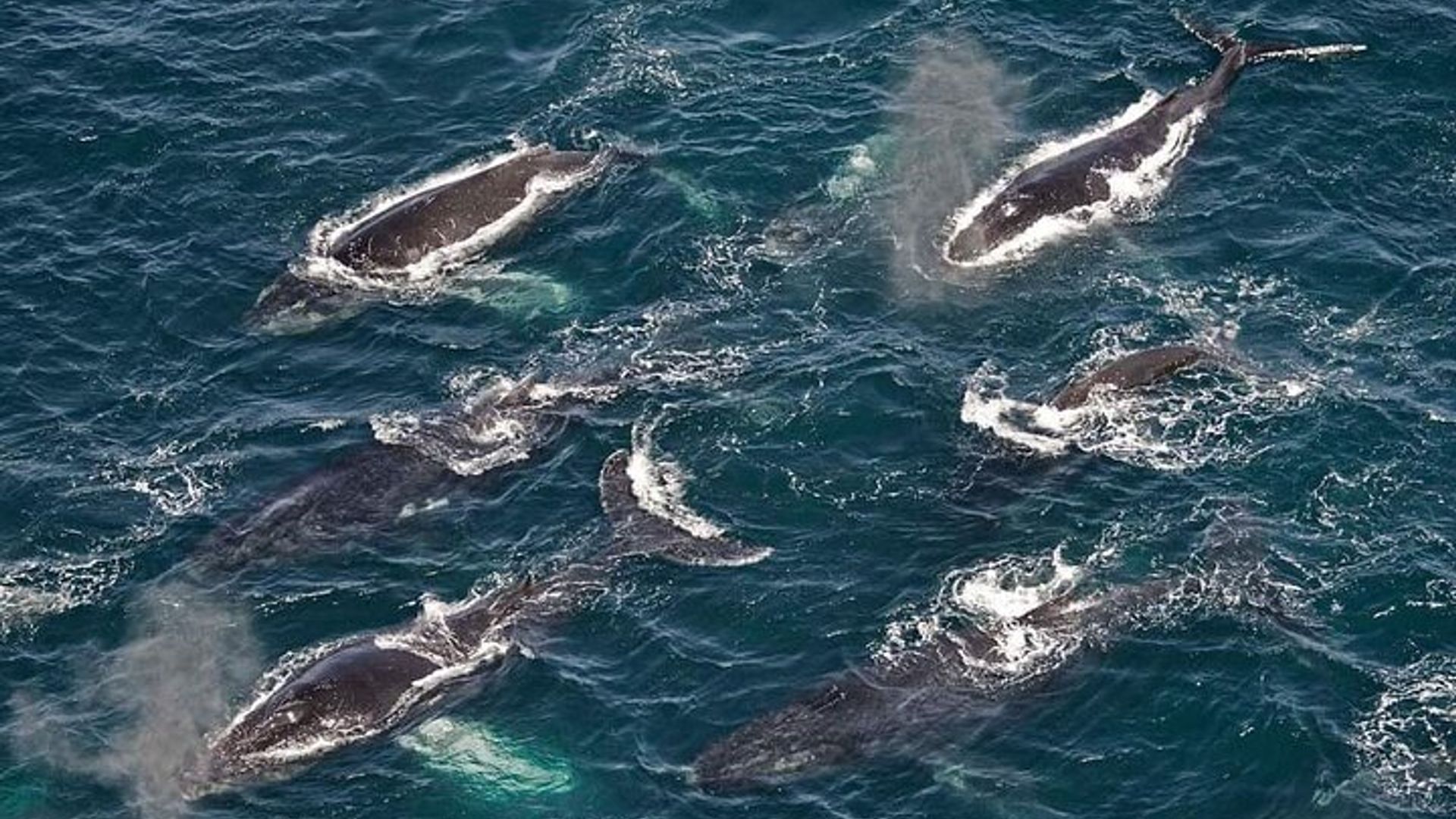 Whale Watching in Hermanus
