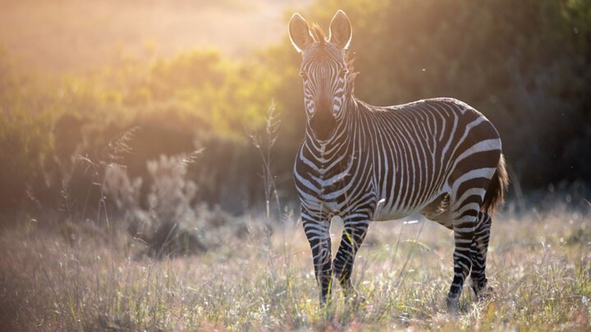 Excursion de 2 nuits au Gondwana Safari au départ du Cap