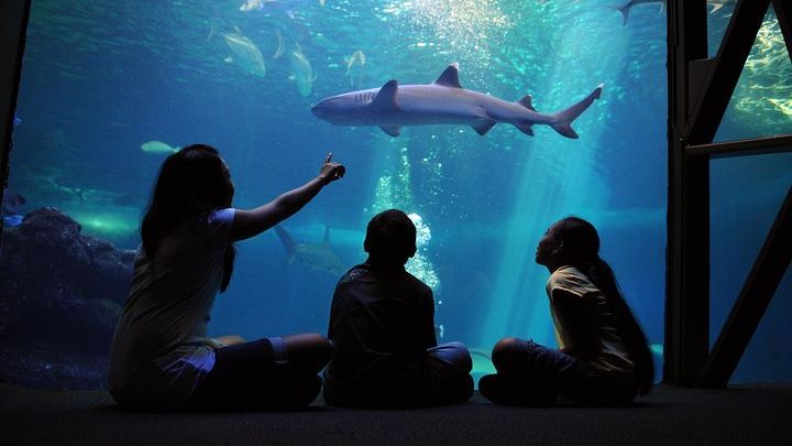 Hawaii Maui Ocean Center All-Day Admission Ticket