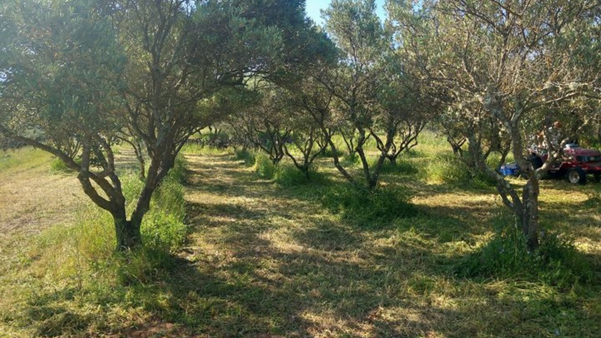 Visite de l'Oliveraie et Dégustation à Cotignac