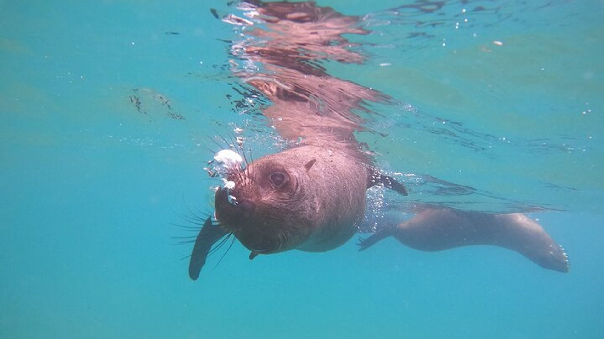 Nager avec les phoques à Plettenberg Bay