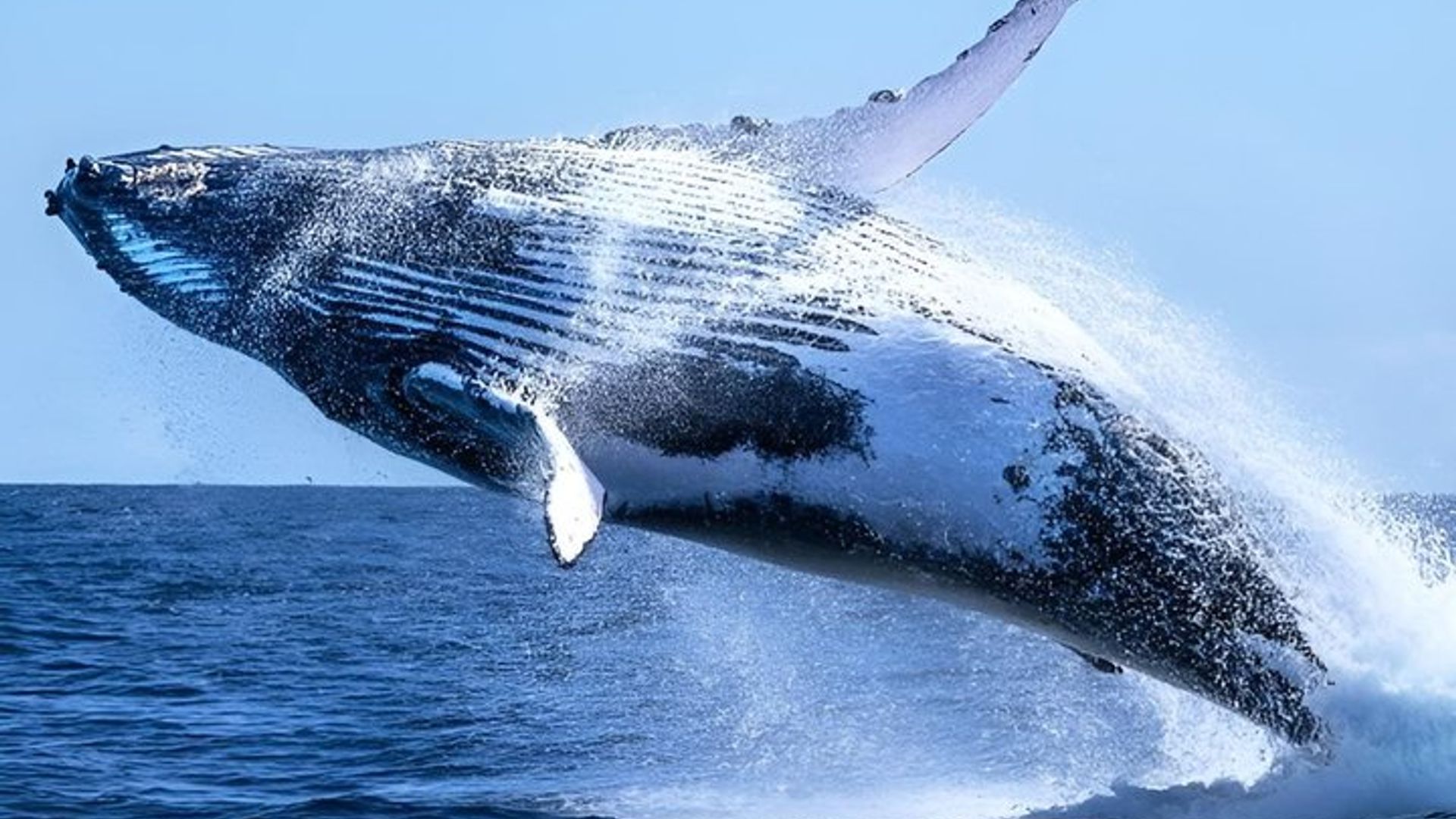 Shared Hermanus Boat Based Whale Watching and Penguin Adventure
