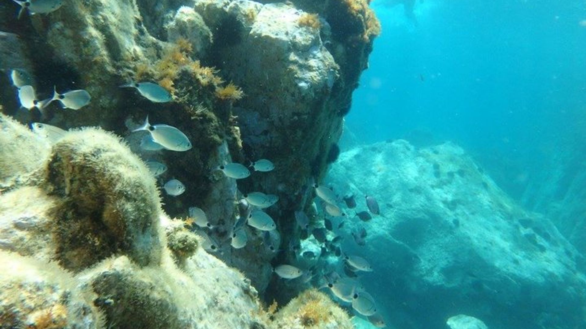 Excursão de dia de caiaque e snorkel na Costa Brava a partir de Barcelona