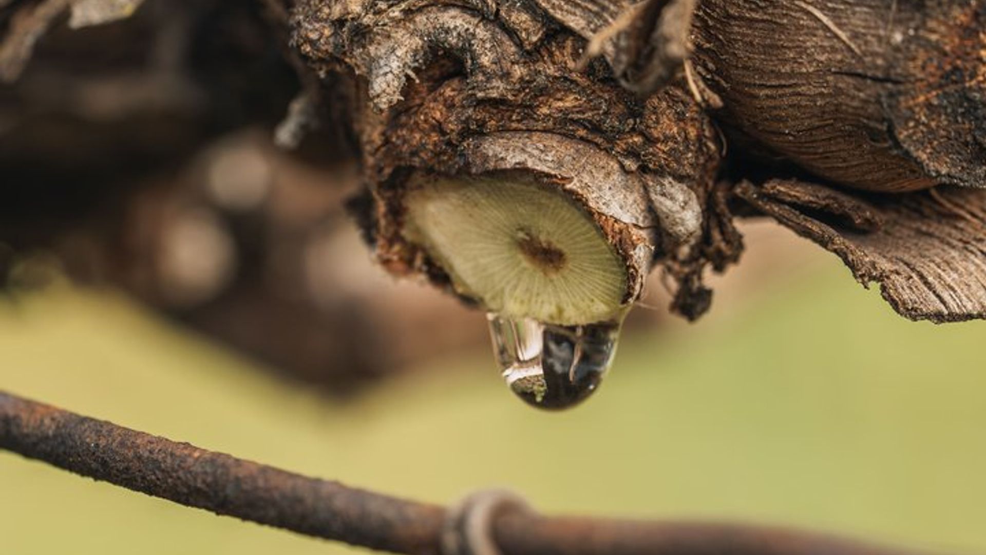 Taller de Poda e Injerto por Quinta de Recião