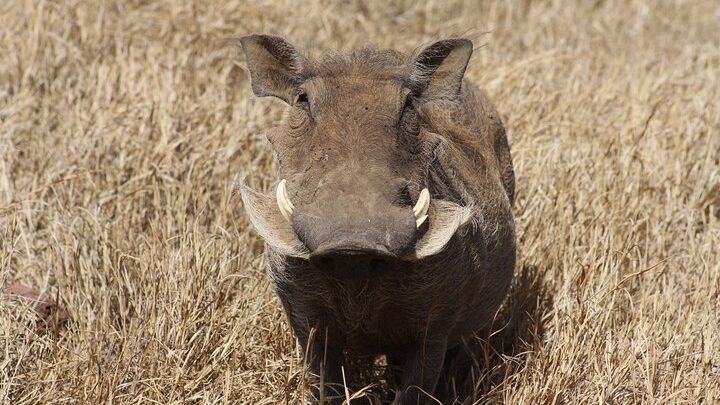 5-Day private Camping Safari Tour in Tanzania