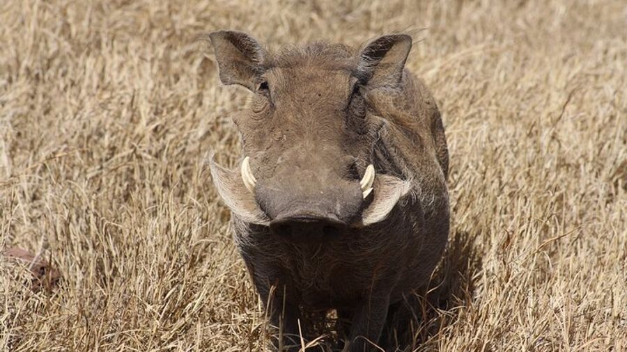 5-Day private Camping Safari Tour in Tanzania