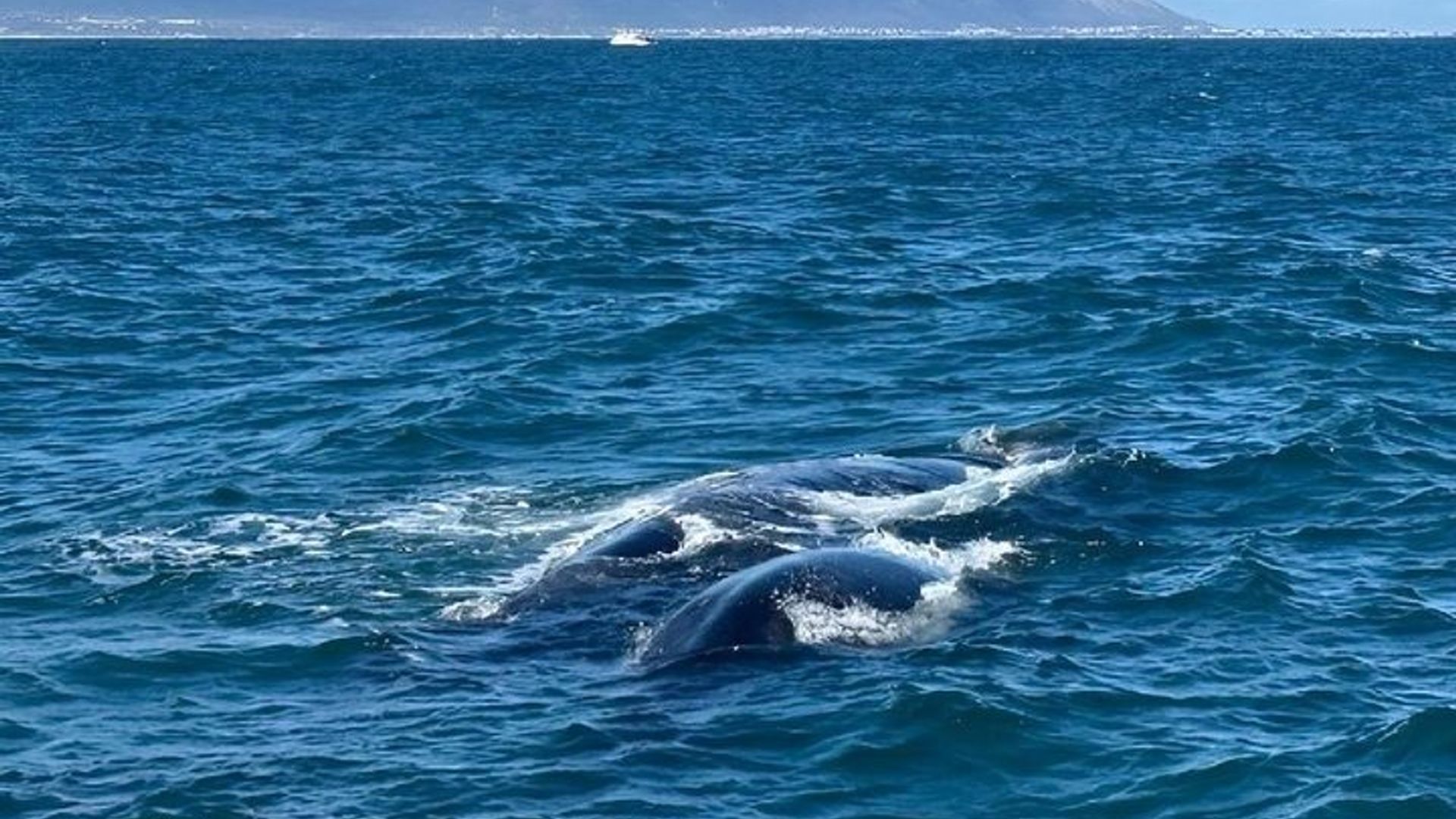 Hermanus Private Whale Watching Tour With Hotel Pickup